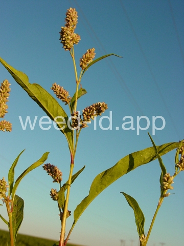 smartweed, pale